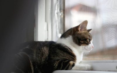 How to Keep a Cat from Going Outside?