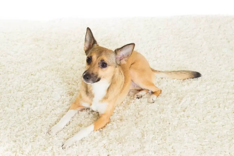 how-to-get-dog-poop-out-of-a-carpet-smartly-pet