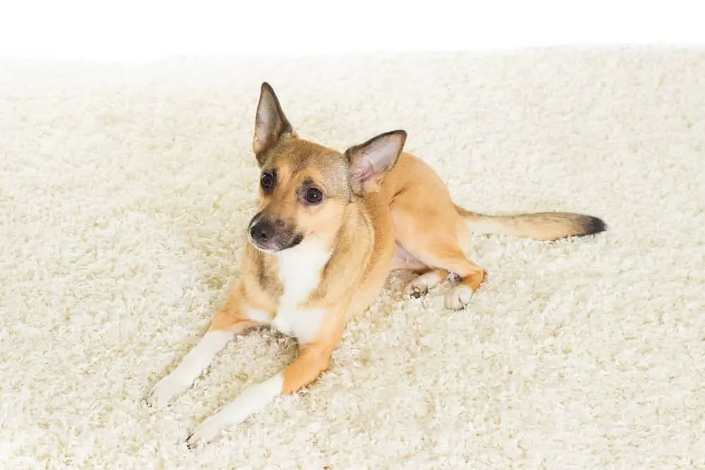 how-to-get-dog-poop-out-of-a-carpet-smartly-pet