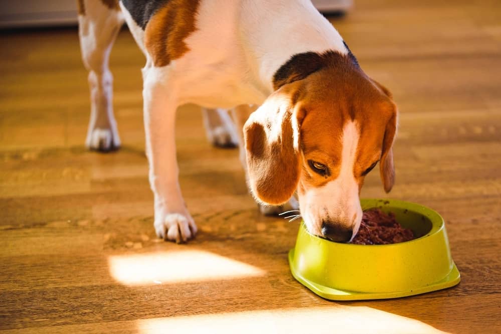 How to Keep Ants Away from Dog Food