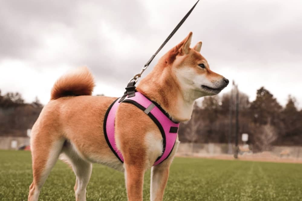 What Are the Benefits of Using a Dog Harness?