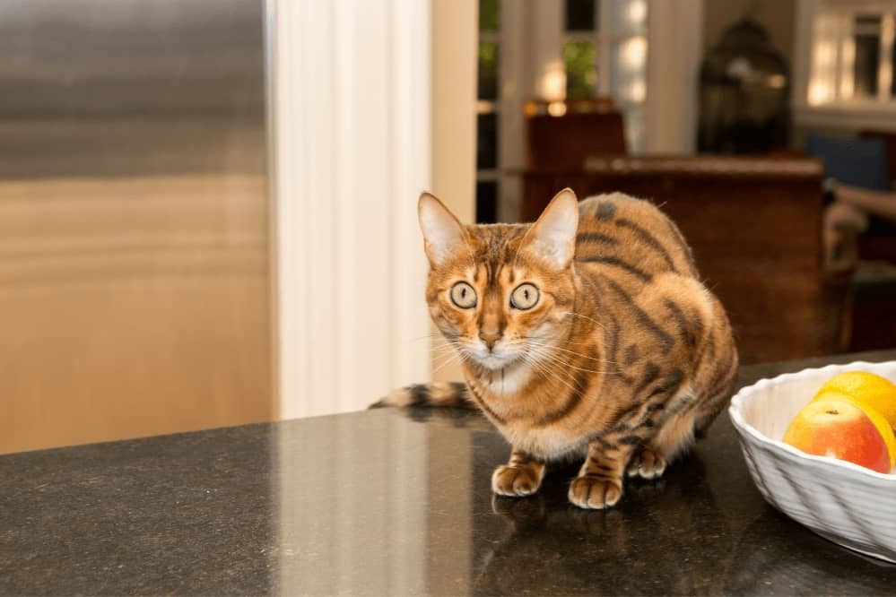 Cats Off The Kitchen Counter