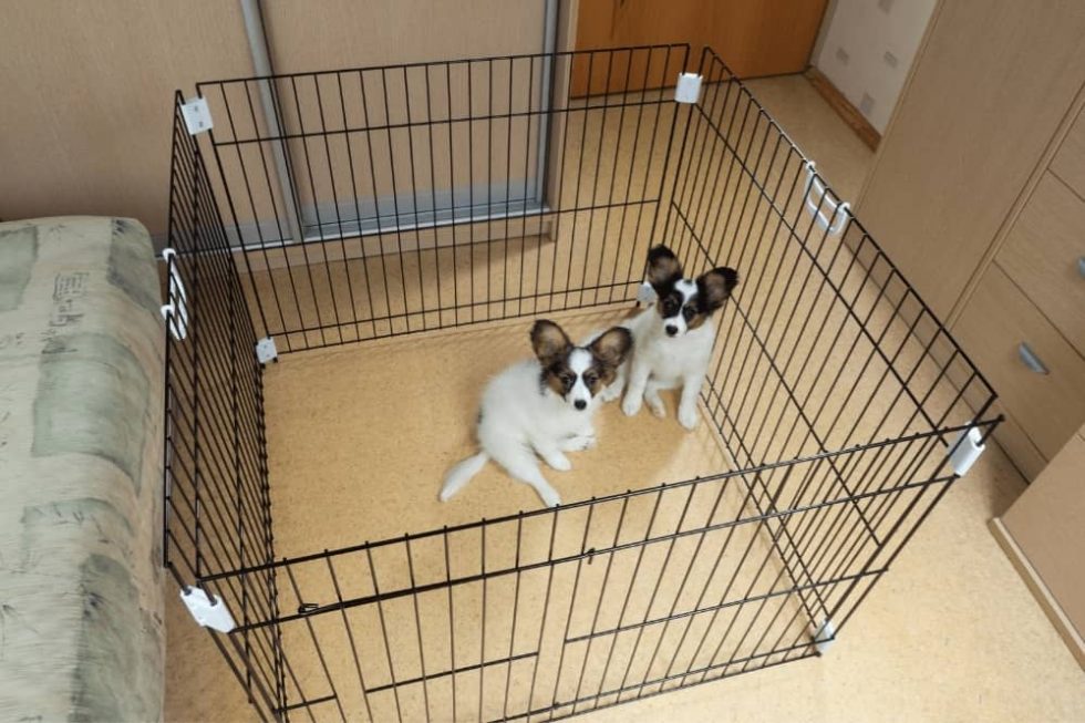 How to Crate Train a Dog for Potty Training? Smartly Pet