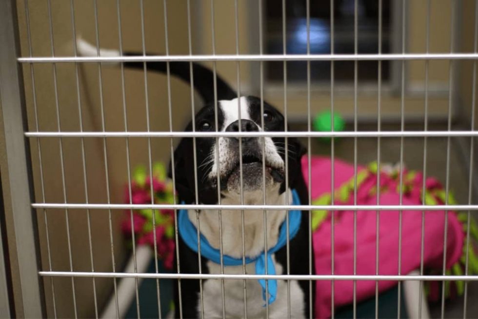 How Long does it Take to Crate Train a Dog? Smartly Pet