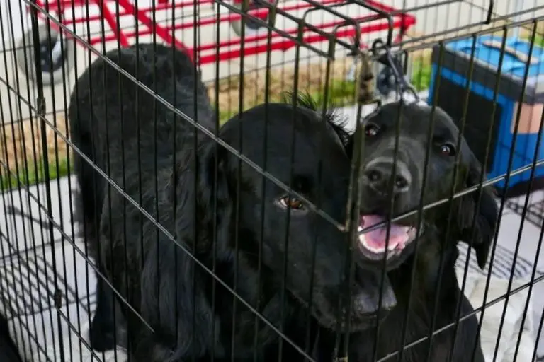 how-to-keep-a-dog-busy-in-a-crate-smartly-pet