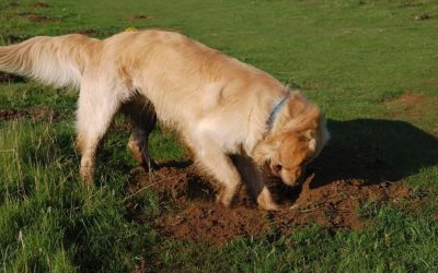 Why Is My Dog Digging Holes All Of A Sudden?