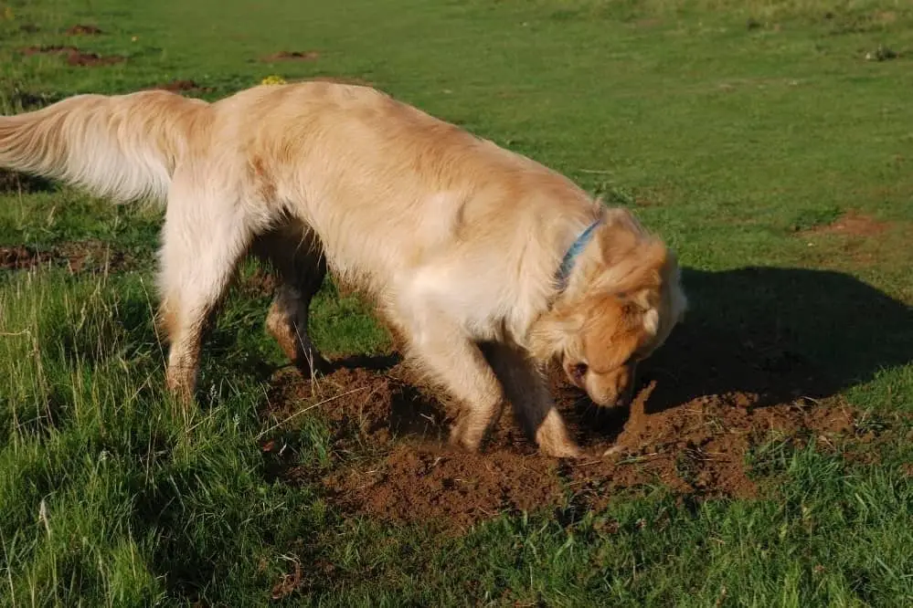 Dog Digging Holes All Of A Sudden