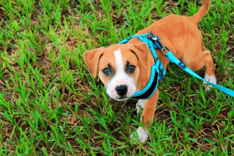 Can a Dog Escape a Harness? Smartly Pet
