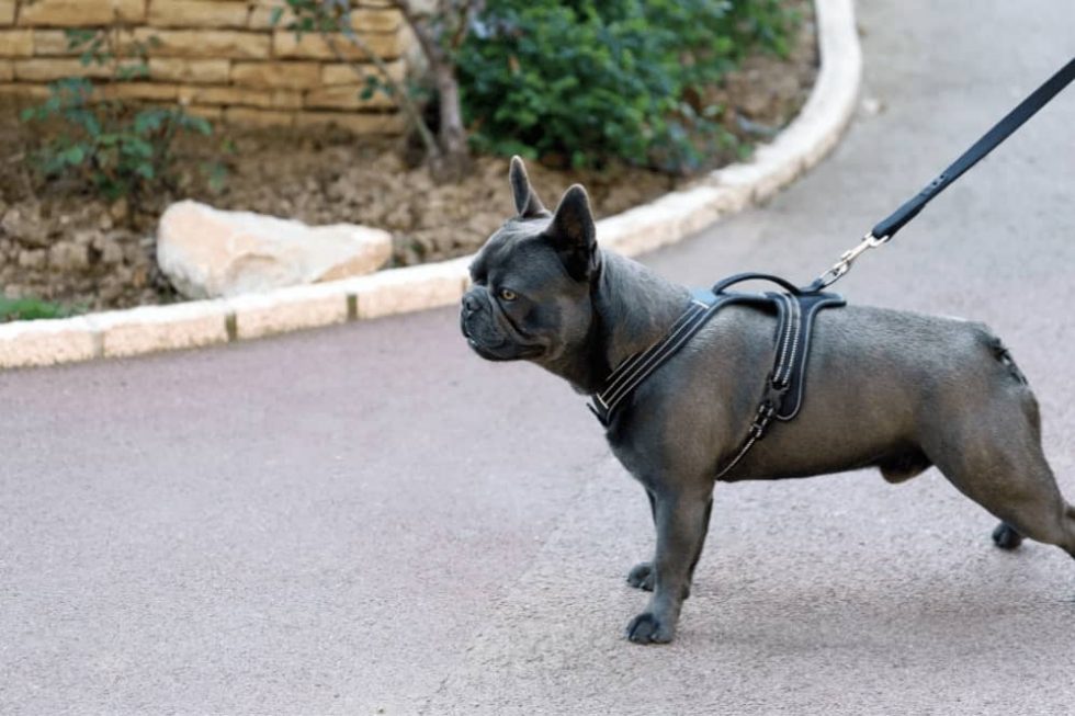 Why Does My Dog Growl When I Take His Harness Off? Smartly Pet