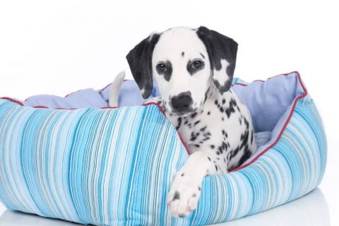 Why Does My Dog Pee on It’s Dog Bed? - Smartly Pet