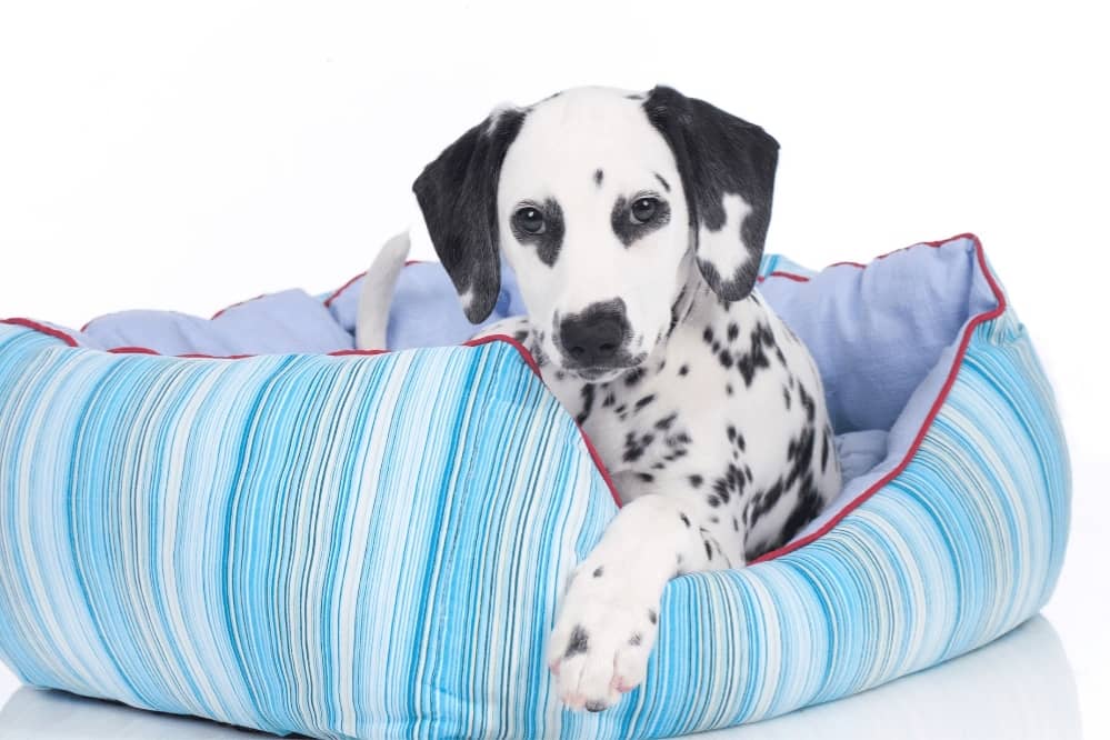Dog Pee on Dog Bed
