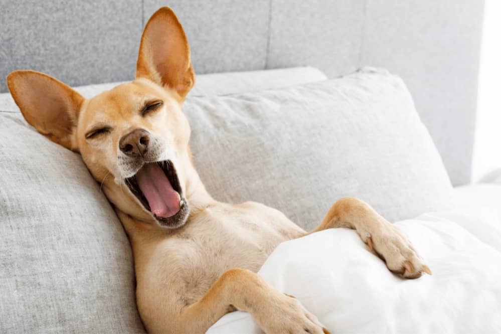 Dog Sleep on Pillow