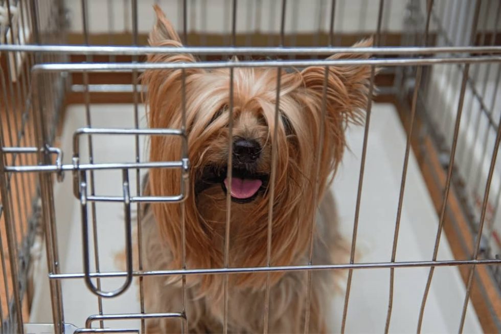 How Long Can a Dog Stay in a Crate? Smartly Pet