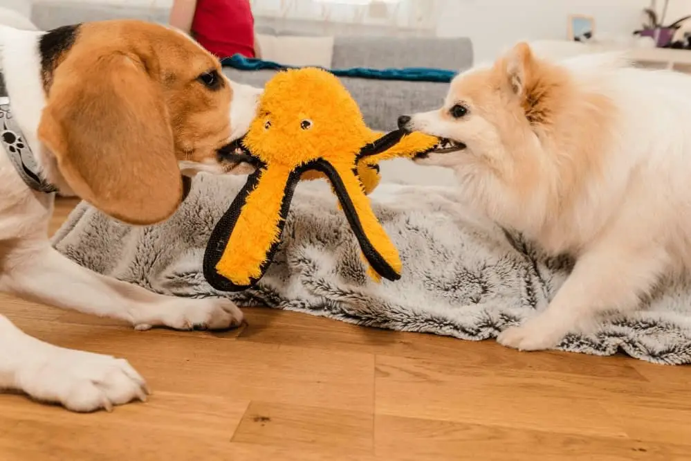 Dogs Fighting Over Toys