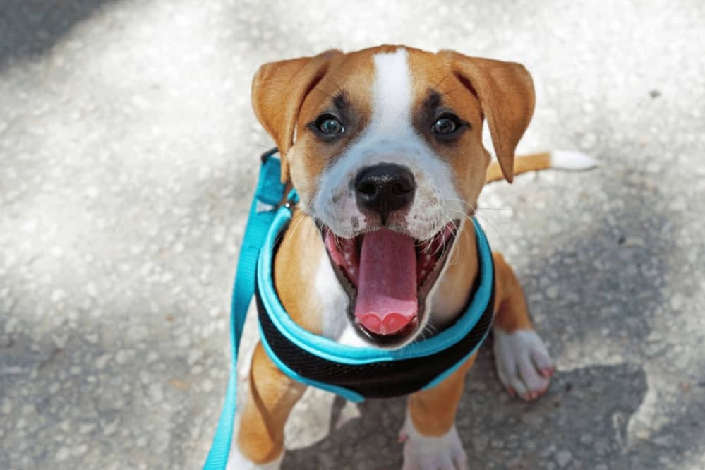 Harness Calm Dog