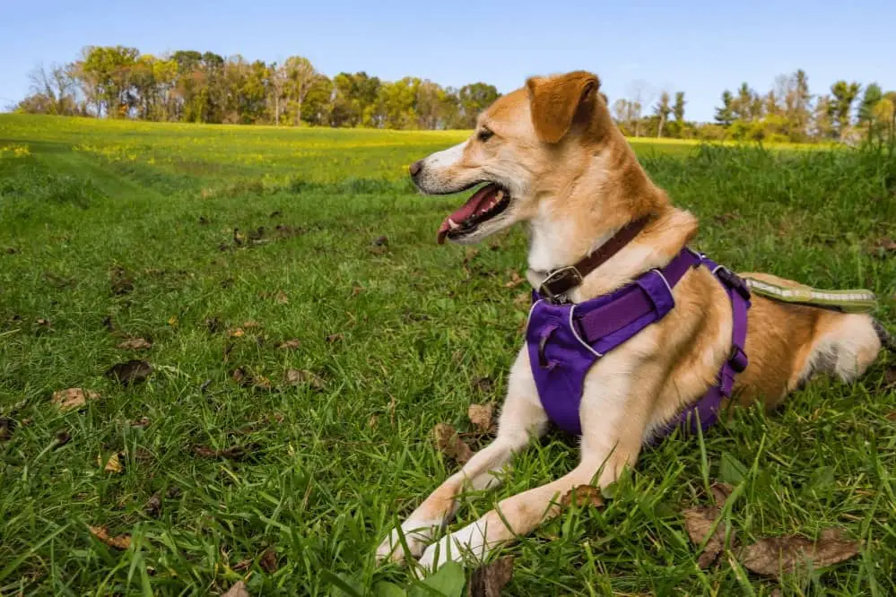 Can Harnesses Hurt Dogs?