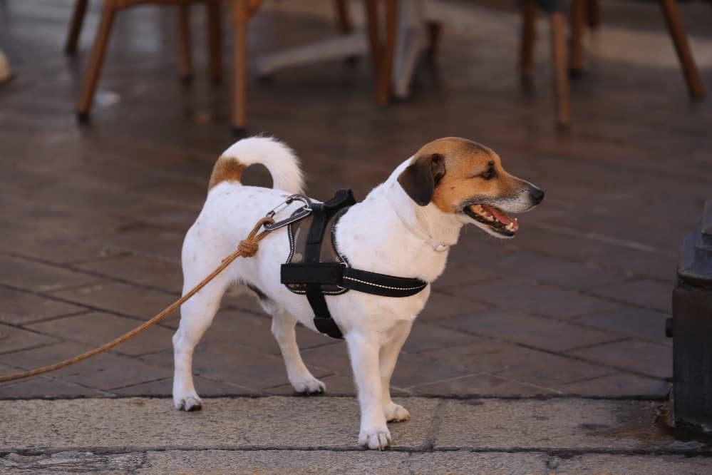 Measure Dog for Harness
