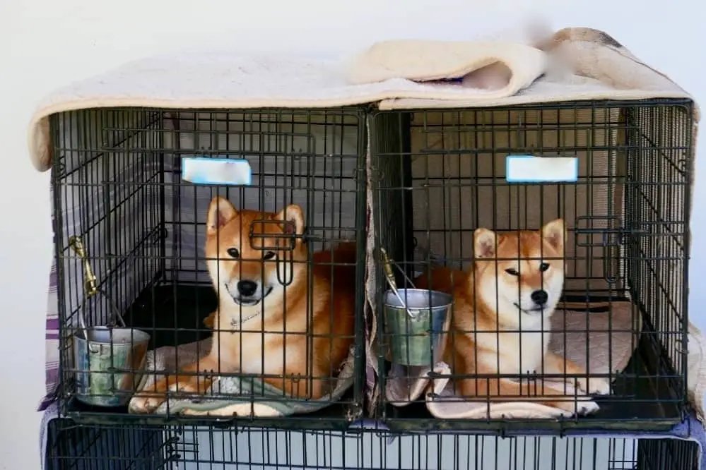 how to make a soundproof dog crate