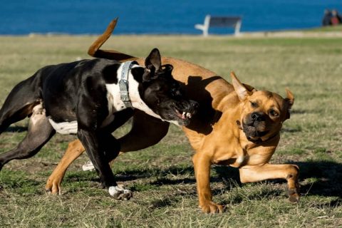 How to Stop Dog Fighting Each Other? - Smartly Pet