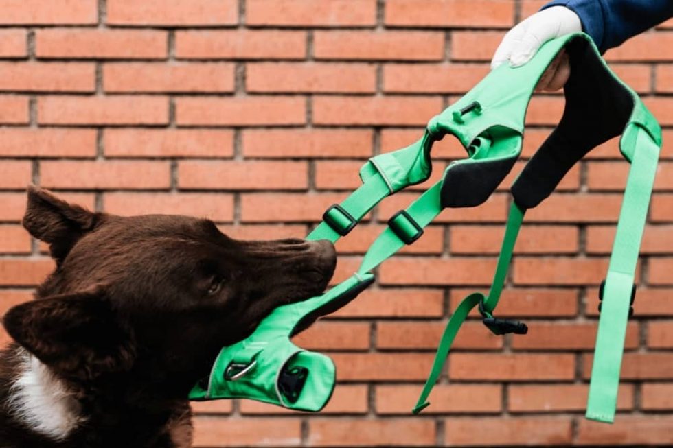 How Do I Stop My Dog From Chewing On His Harness? Smartly Pet