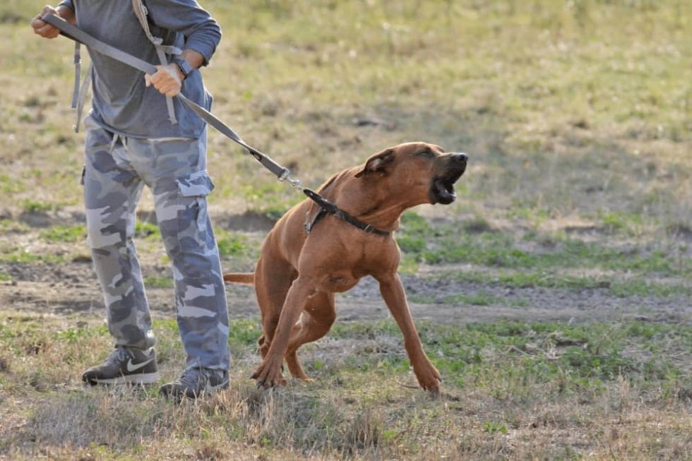 How to Stop a Dog From Growling at Strangers? Smartly Pet