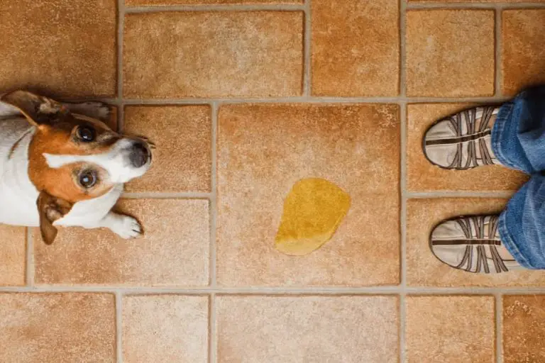 How To Get A Dog To Stop Peeing In The House? - Smartly Pet