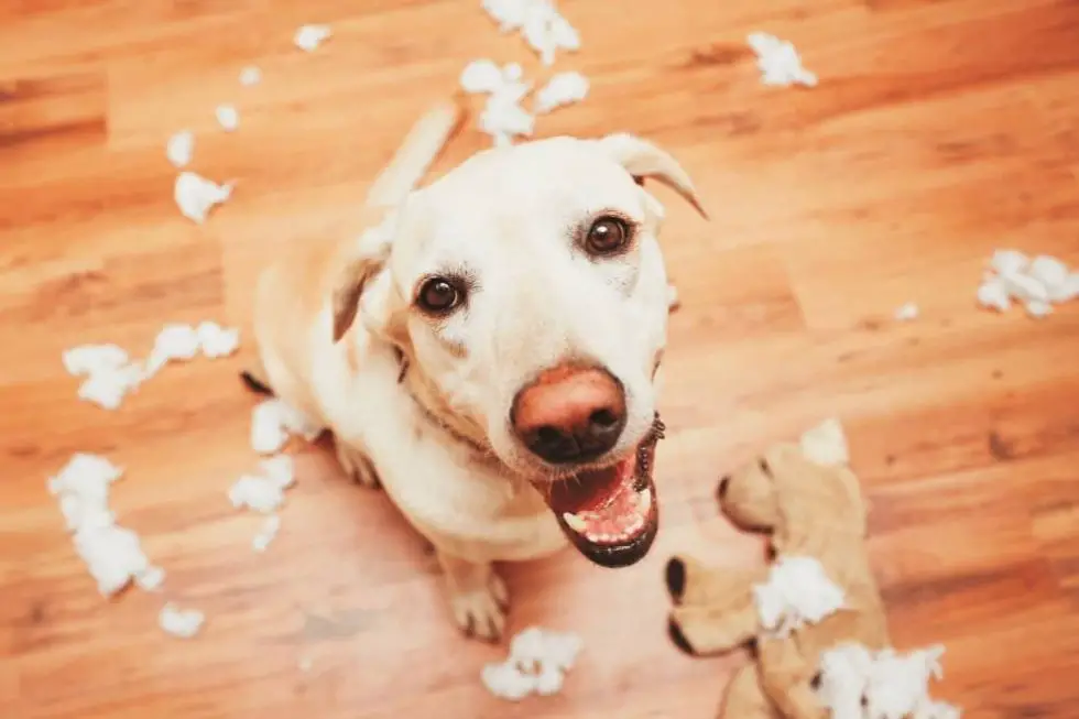 how-to-stop-a-dog-from-tearing-things-up-when-left-alone-smartly-pet