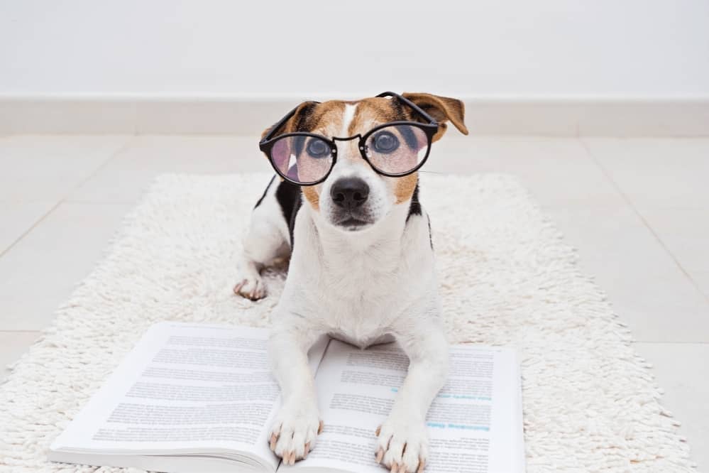 Tips For Smarter Dogs