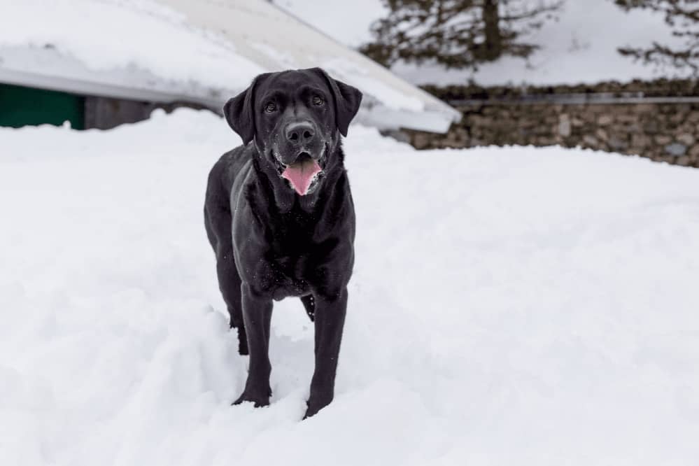 Too Cold to Walk Dog