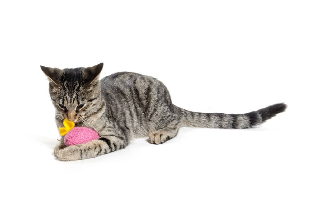 Toys for cats