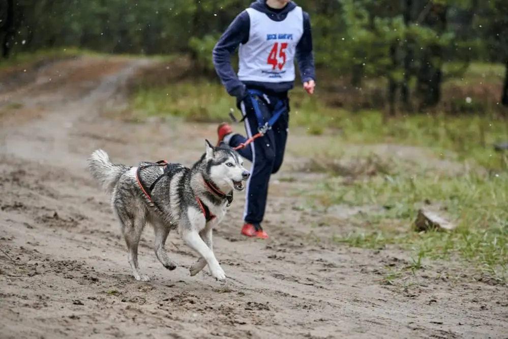 Train Dog With Harness