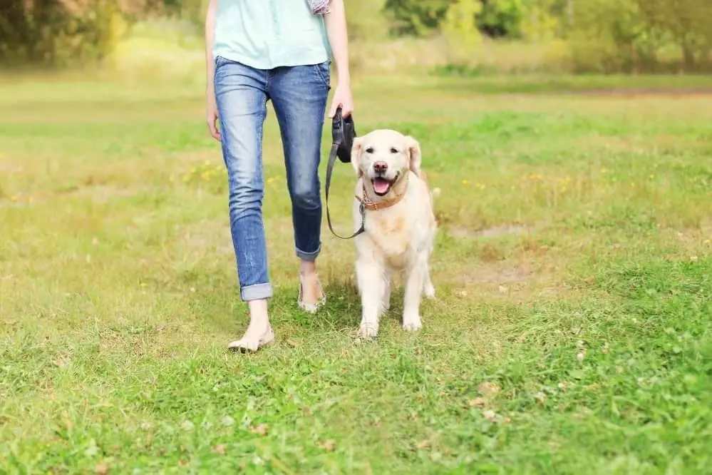 How To Say I M Going To Walk My Dog In Spanish