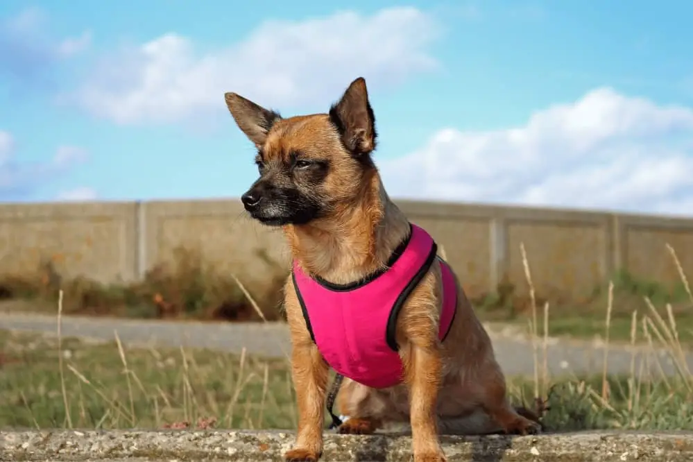 What Is a Y-Shaped Harness? Back and Neck Problems in Dogs