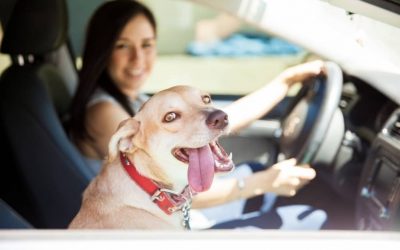 How Do You Calm a Hyper Dog In a Car?
