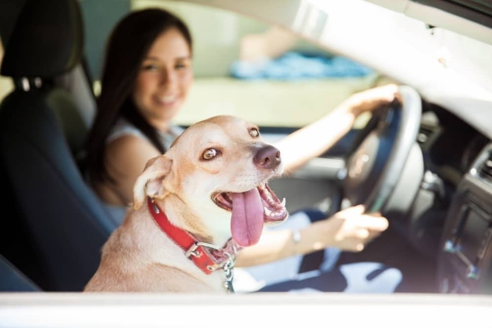 How Do You Calm a Hyper Dog In a Car?