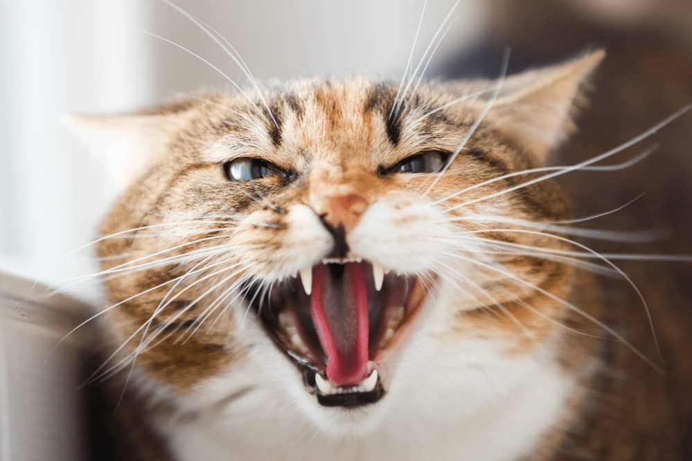Guide To Cat Aggression