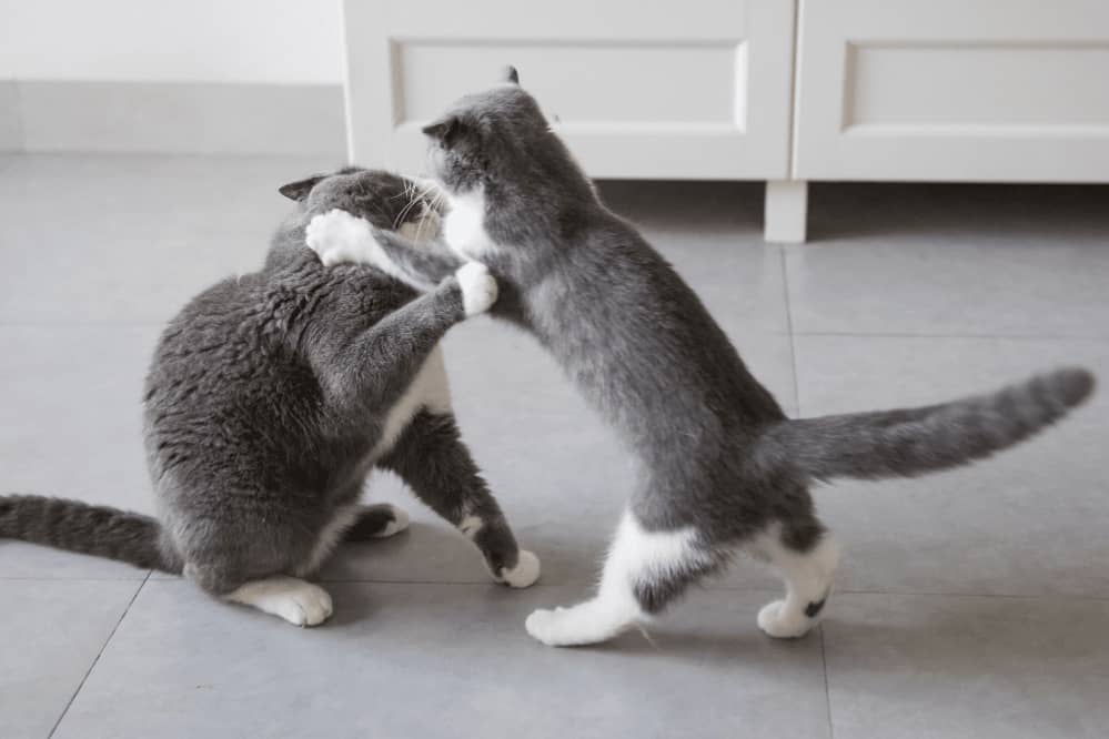 cat aggressive towards other cat