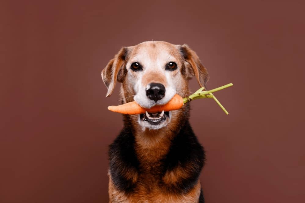 dog friendly vegetables