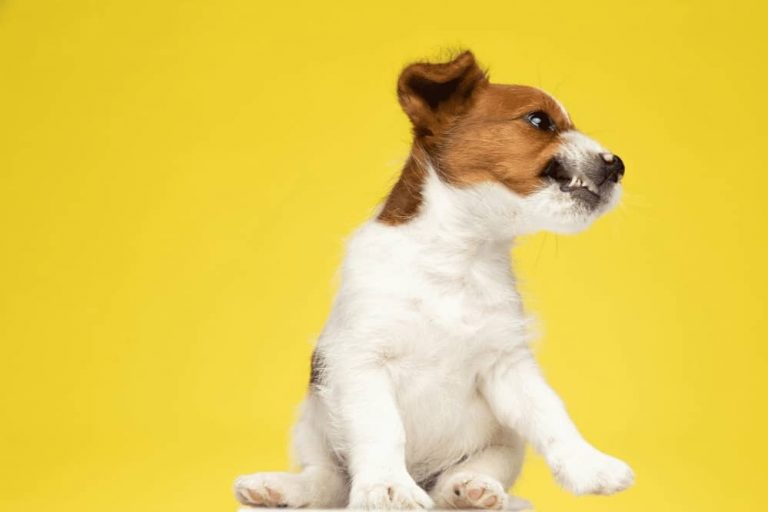 Why Does My Dog Growl at Me for No Reason? Smartly Pet