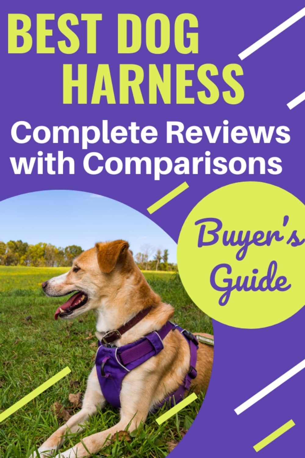 dog harness review