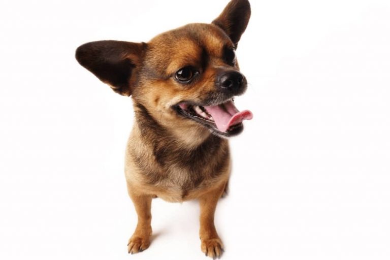 Do Dogs Pant When They Are In Pain? Smartly Pet