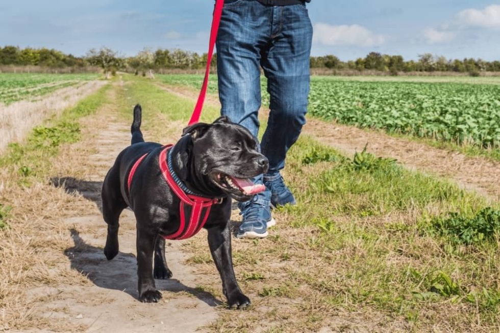 Can dog wear harness all day? Smartly Pet