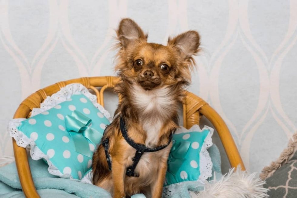 Can Dogs Sleep With a Harness on? Smartly Pet