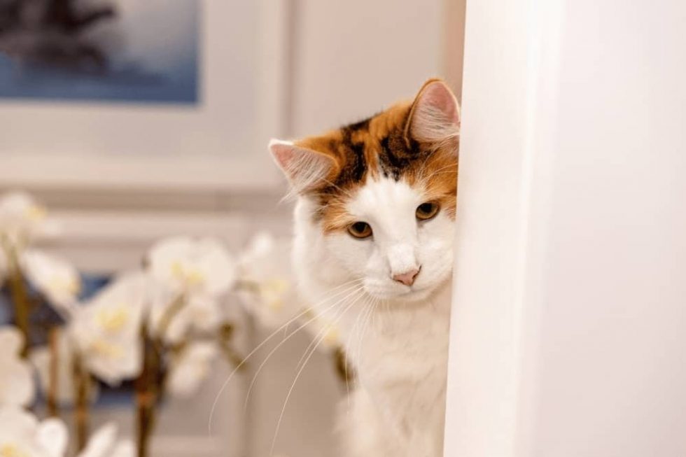 How to Introduce Cats to a New Home? Smartly Pet