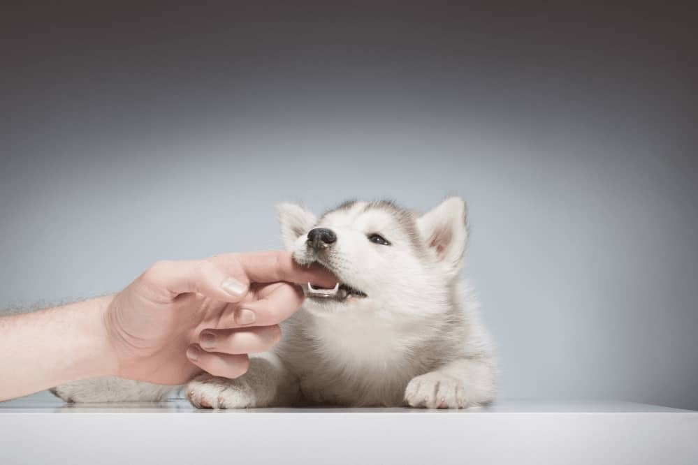 puppy biting hands