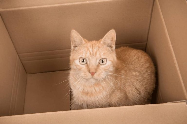 How to Reduce Stress for Cats When Moving? Smartly Pet