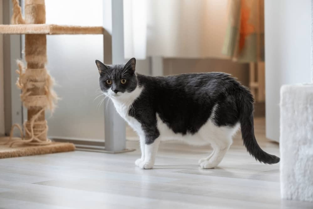 stop cat from going outside stop cat from going outside