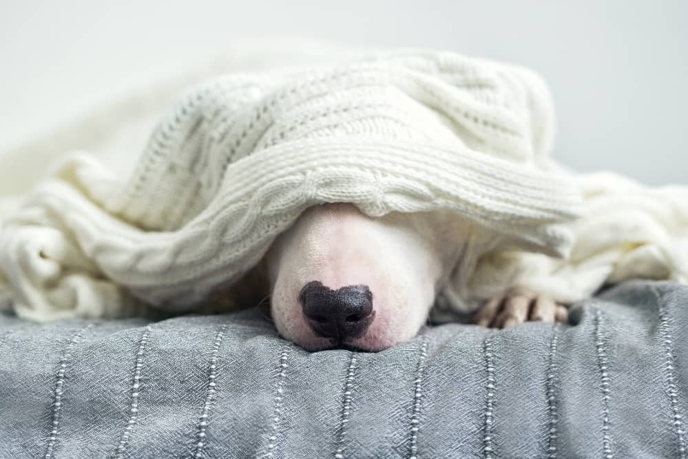 Do Dogs Get Cranky When Tired?