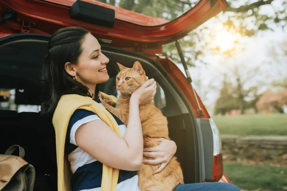 travel with a cat in car