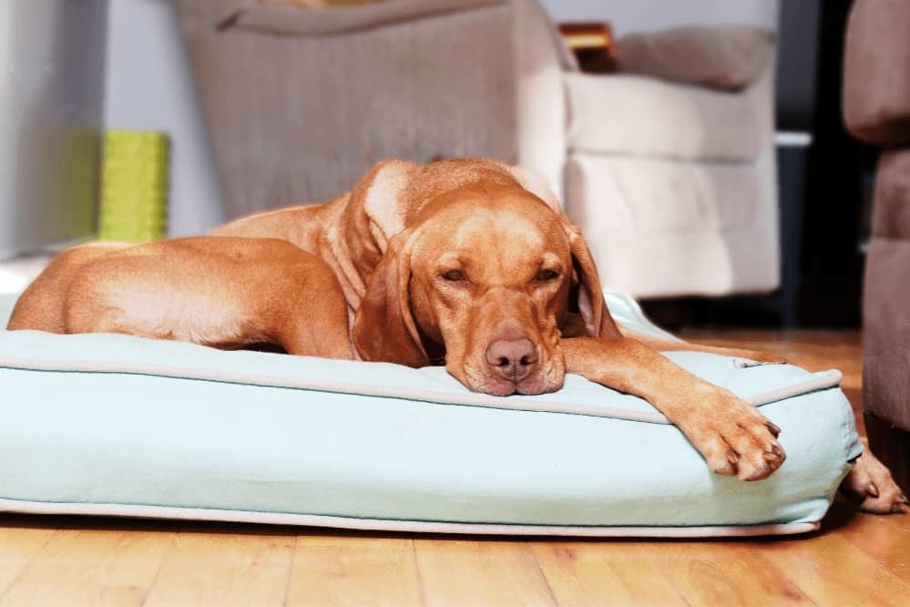 How to Wash a Dog Bed? Smartly Pet